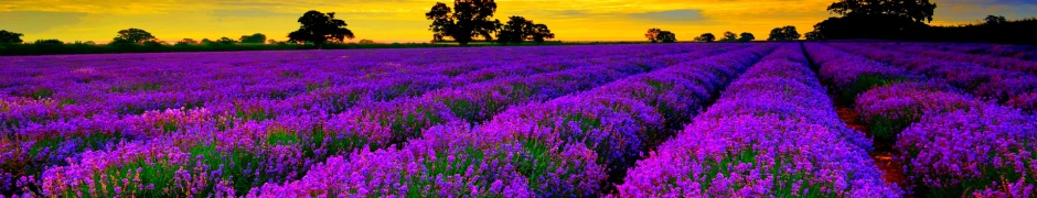 Lavender Field At Sunset