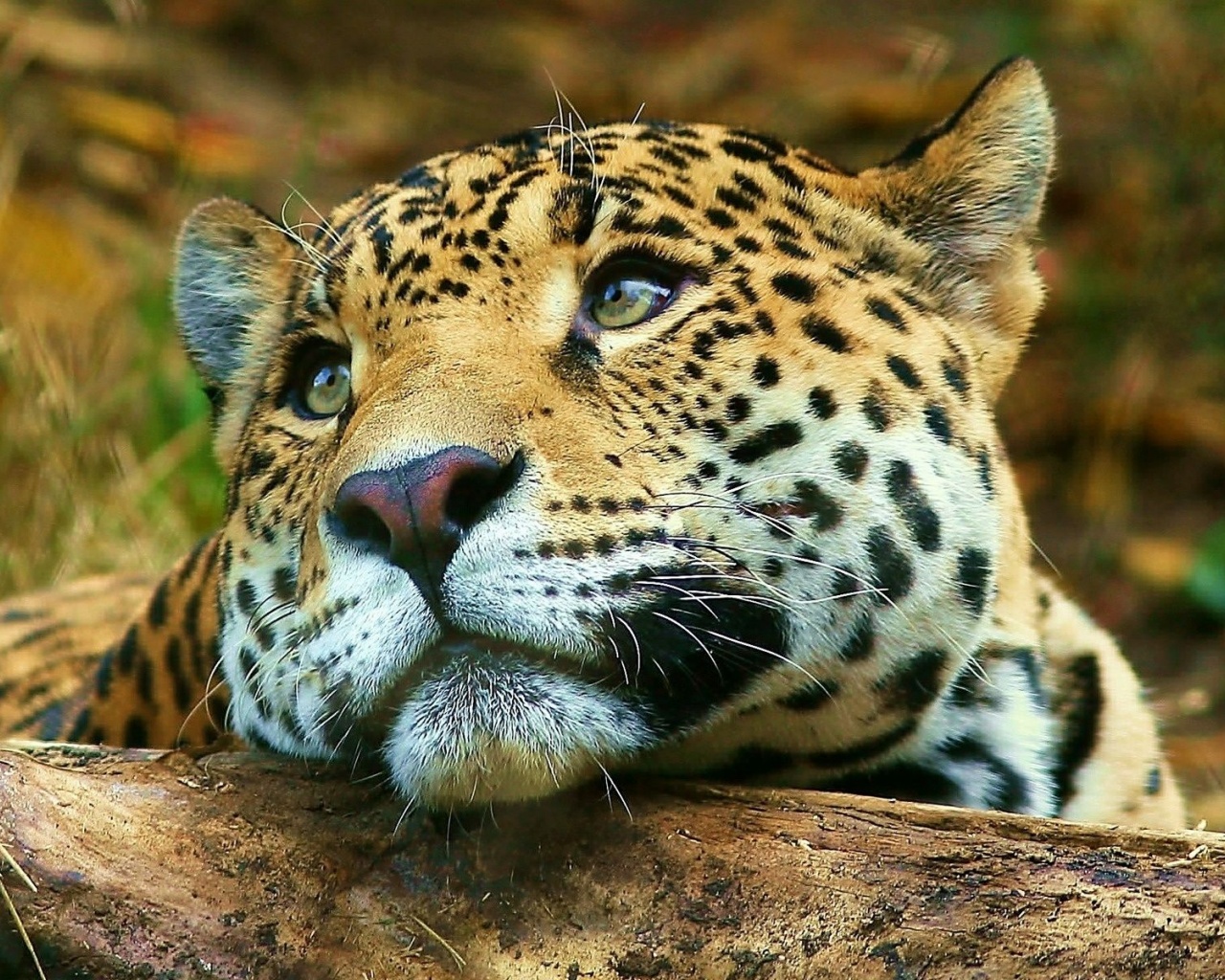 Leopard Dreaming