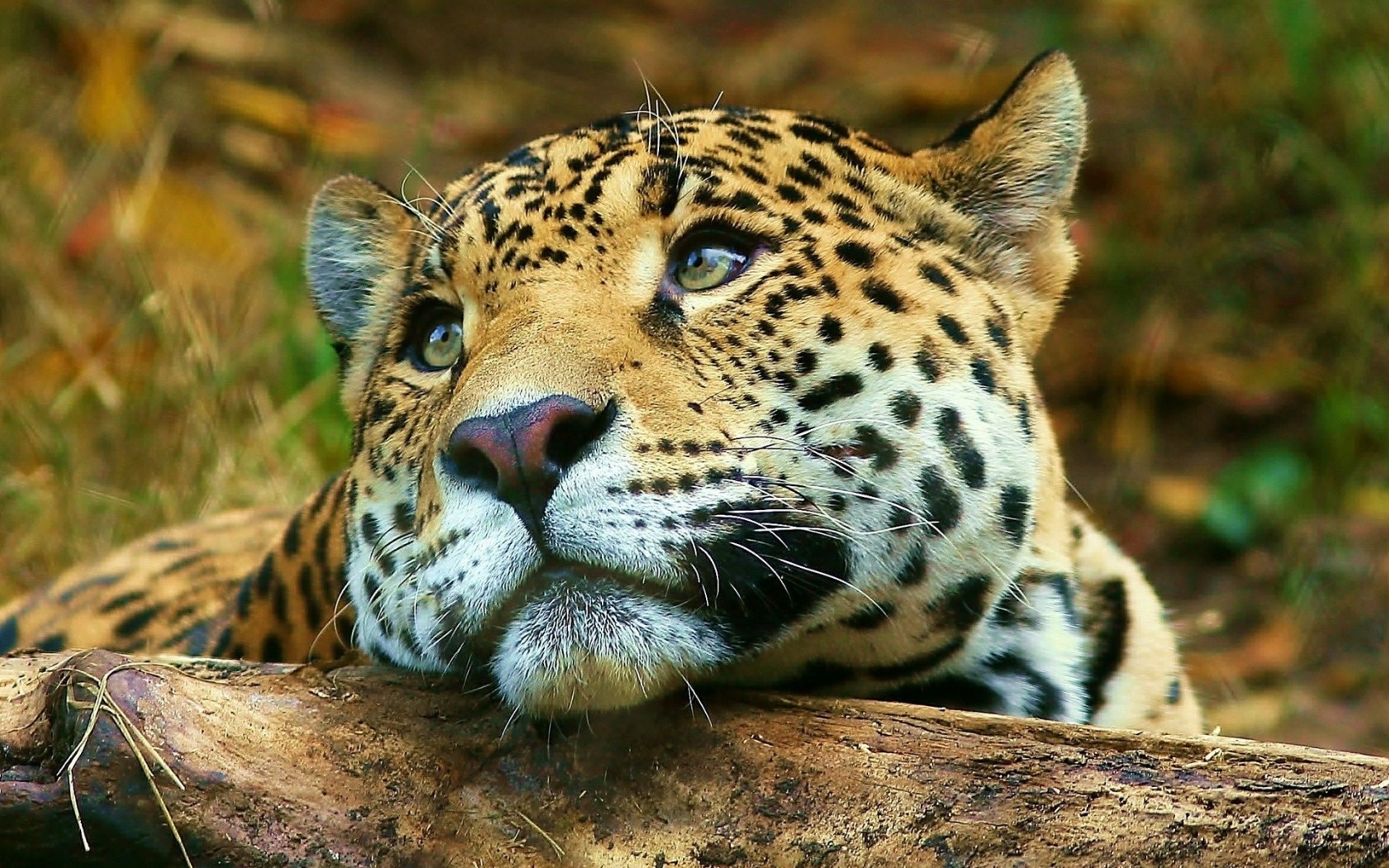 Leopard Dreaming