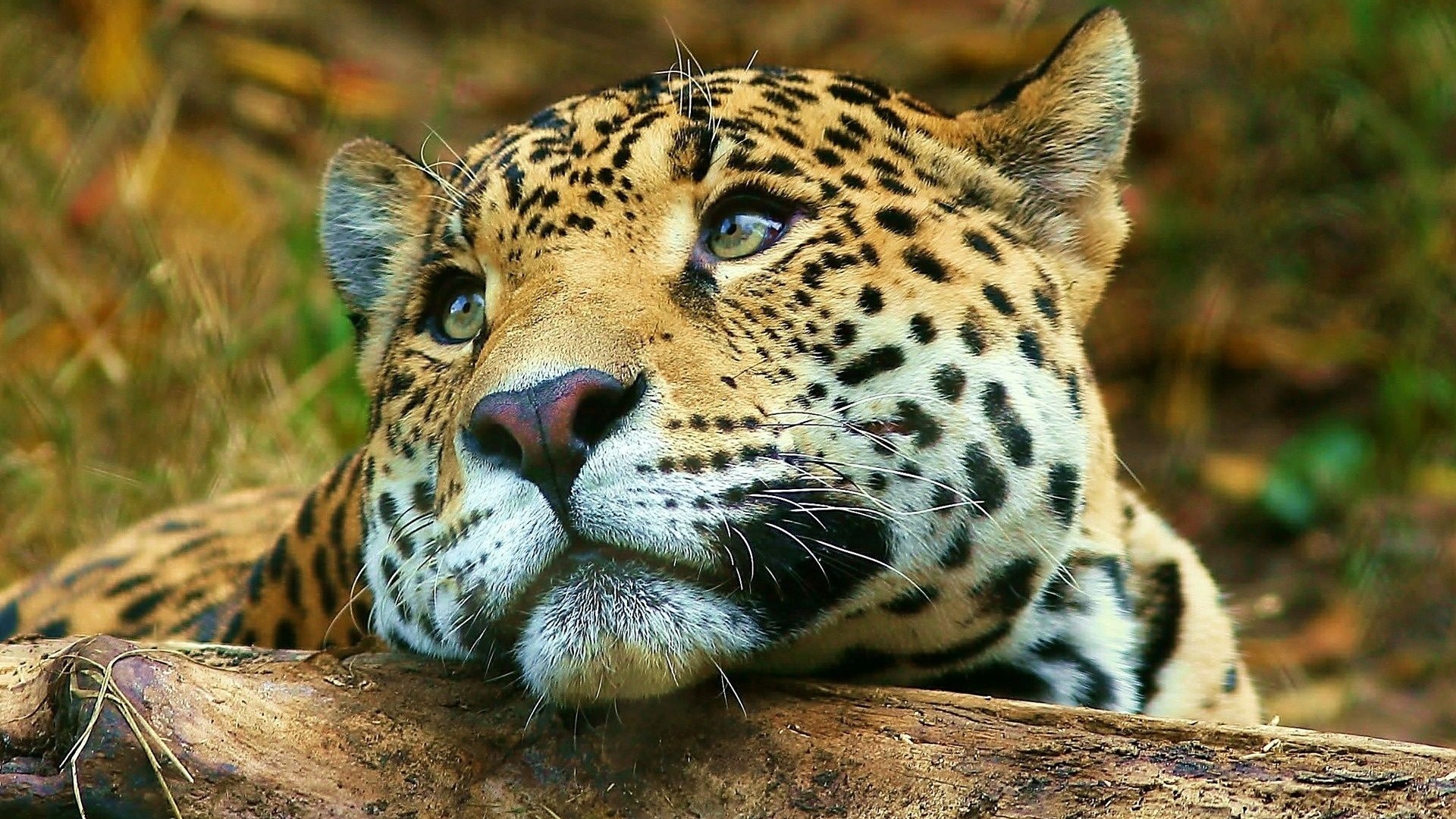 Leopard Dreaming