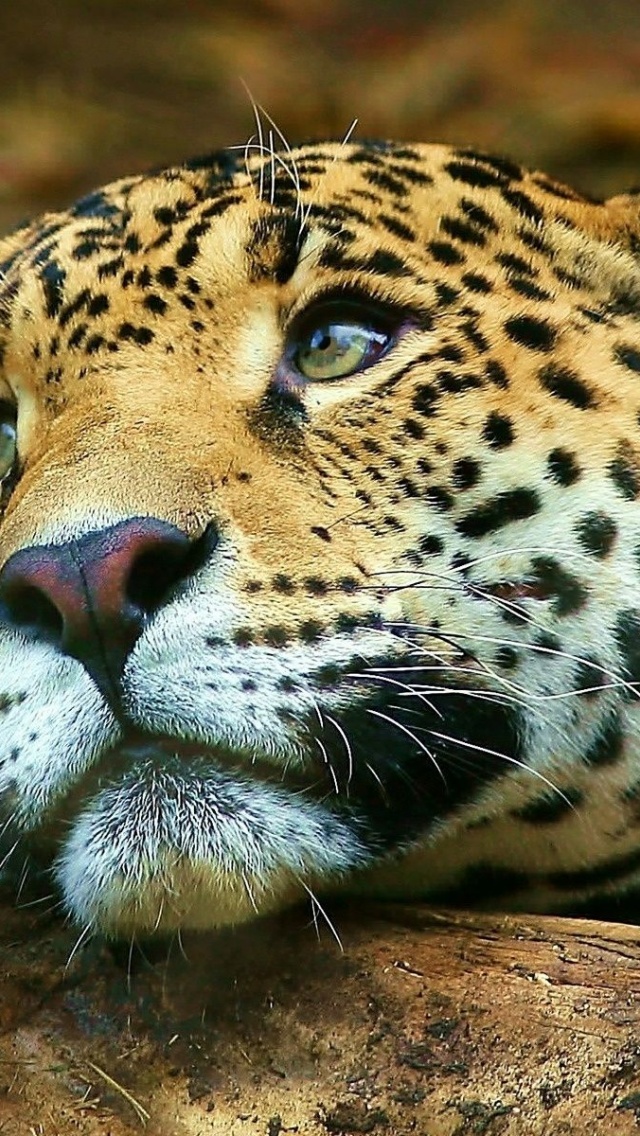 Leopard Dreaming