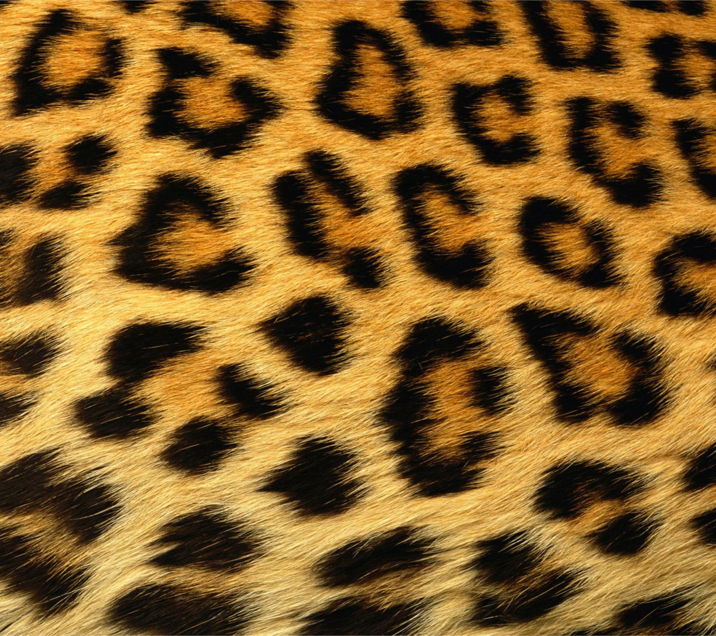 Leopard Skin Texture