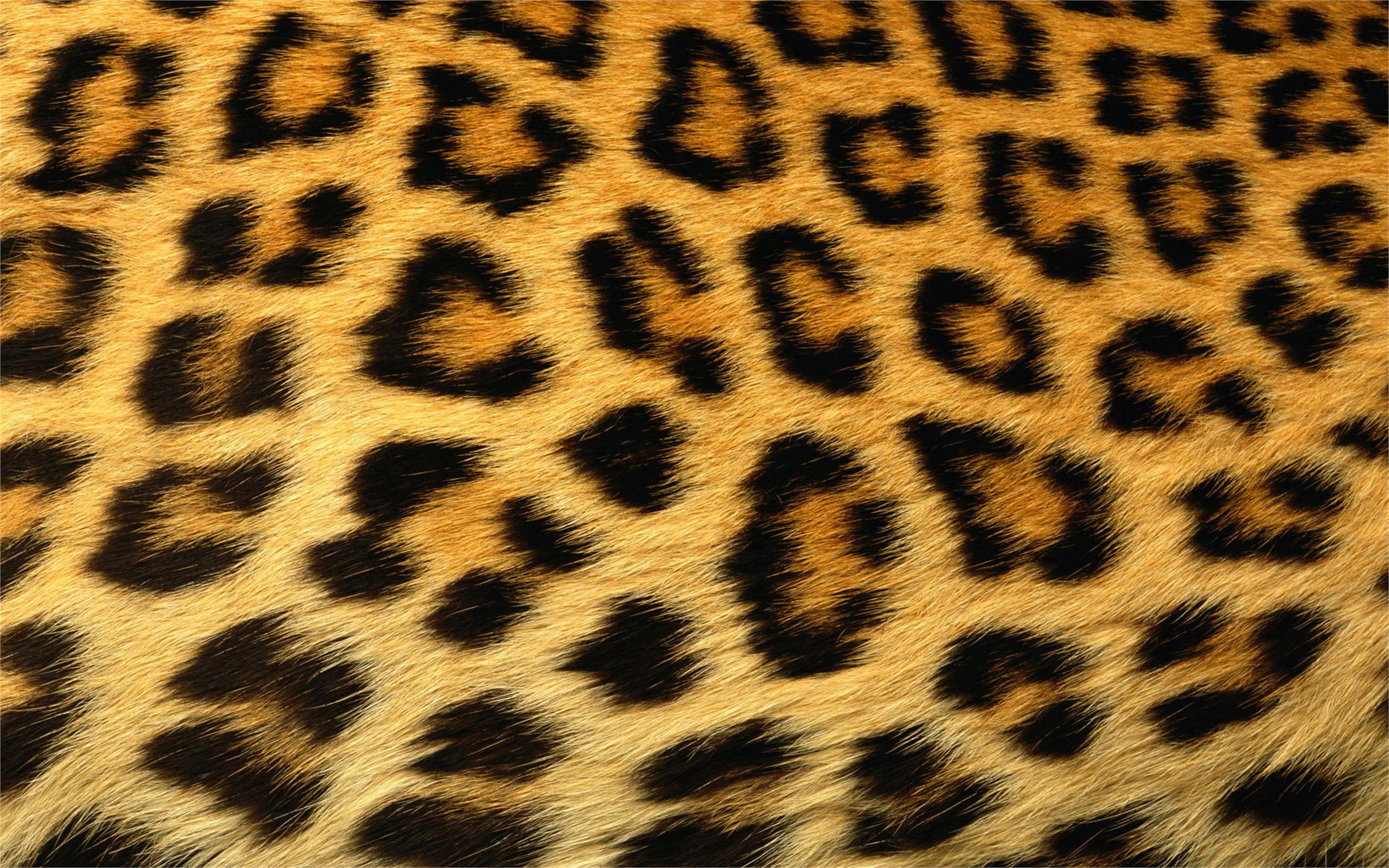 Leopard Skin Texture