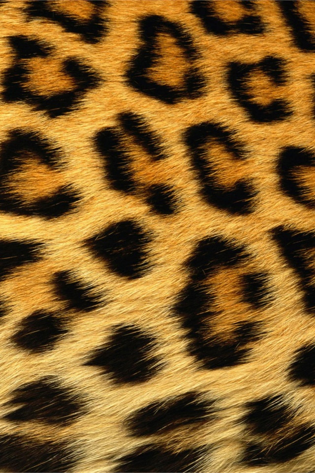 Leopard Skin Texture