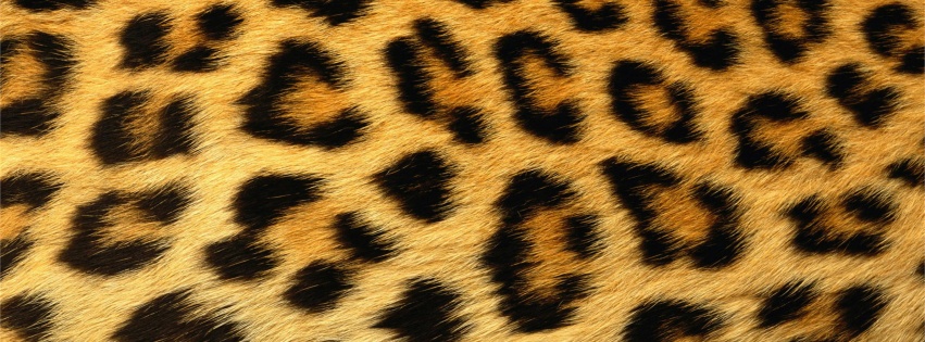 Leopard Skin Texture