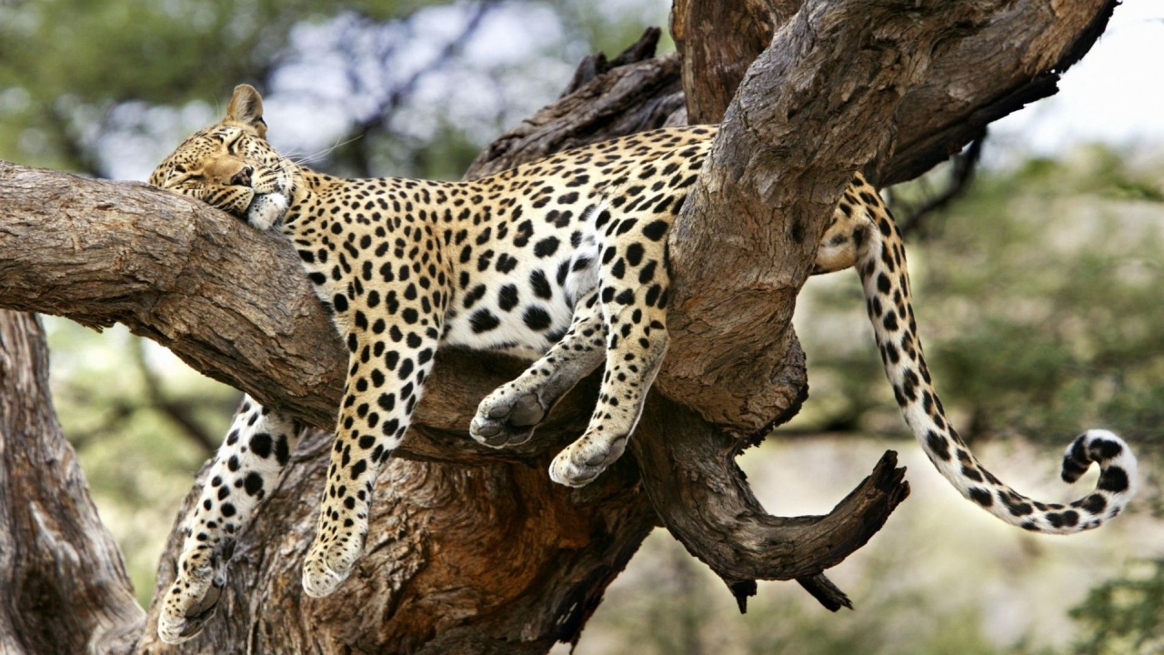 Leopard Sleeping