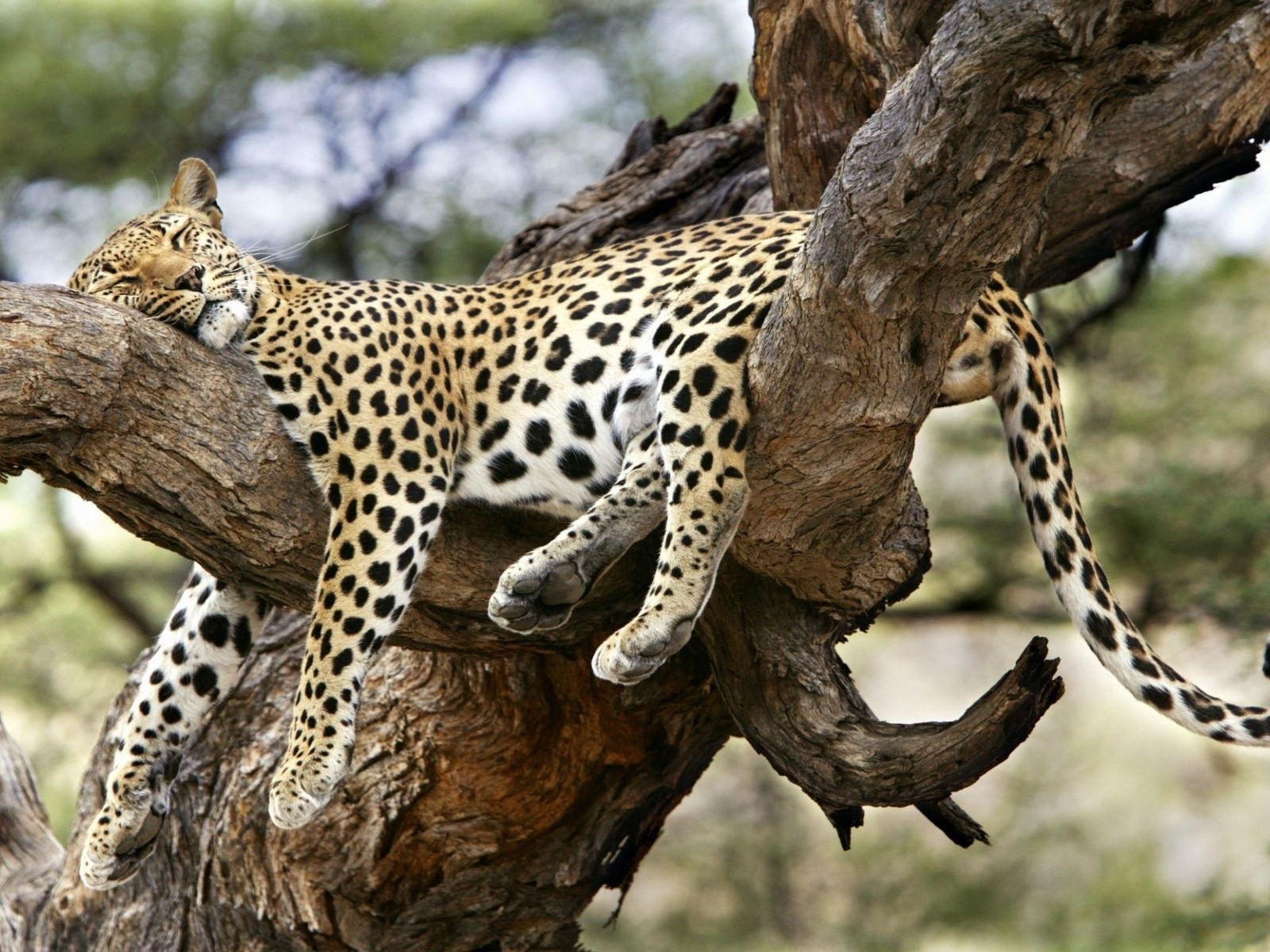 Leopard Sleeping