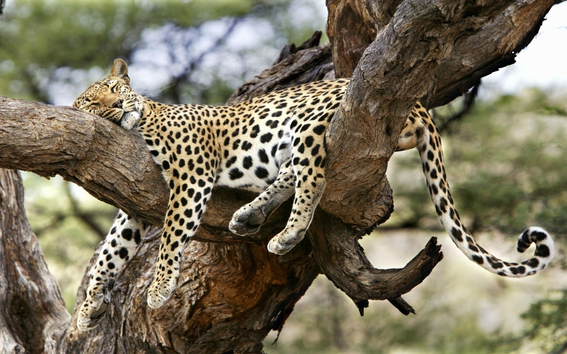 Leopard Sleeping