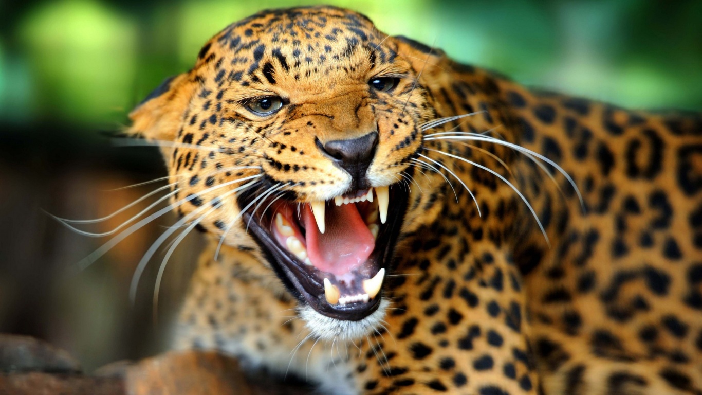 Leopard Wild Cat Growl