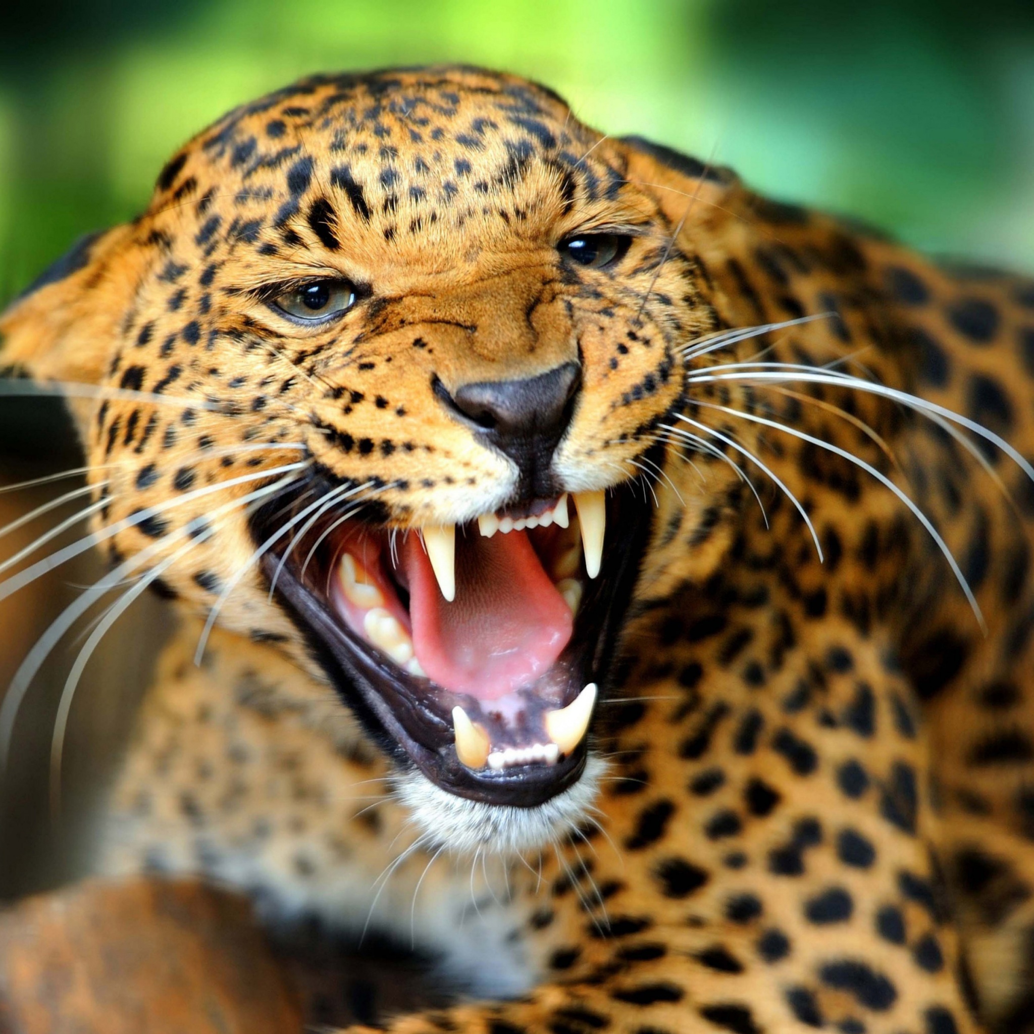 Leopard Wild Cat Growl