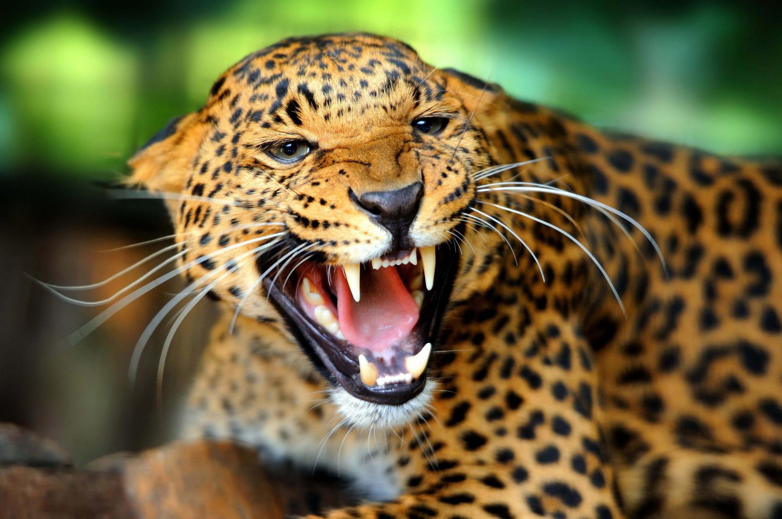 Leopard Wild Cat Growl