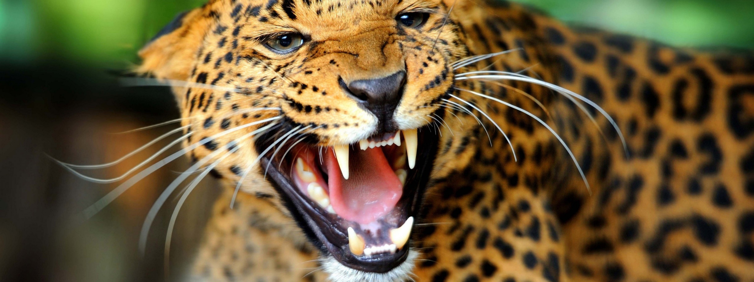 Leopard Wild Cat Growl