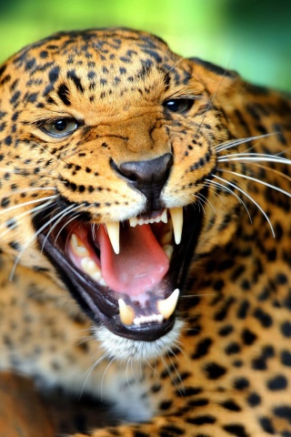 Leopard Wild Cat Growl