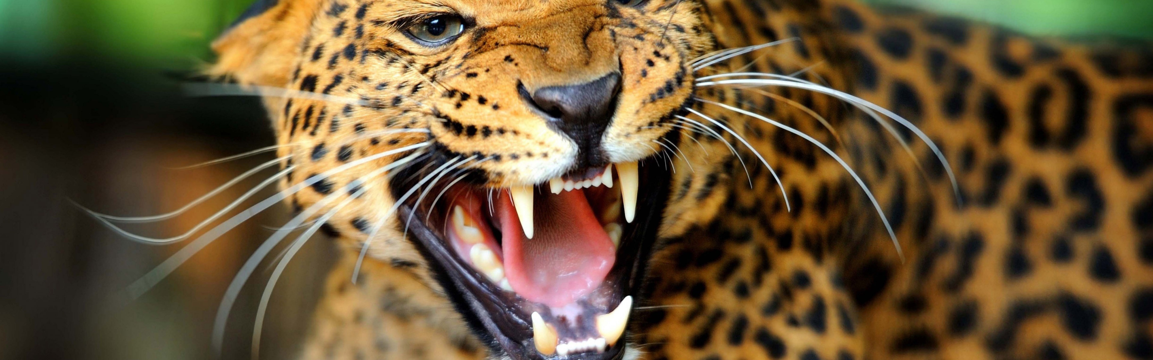 Leopard Wild Cat Growl