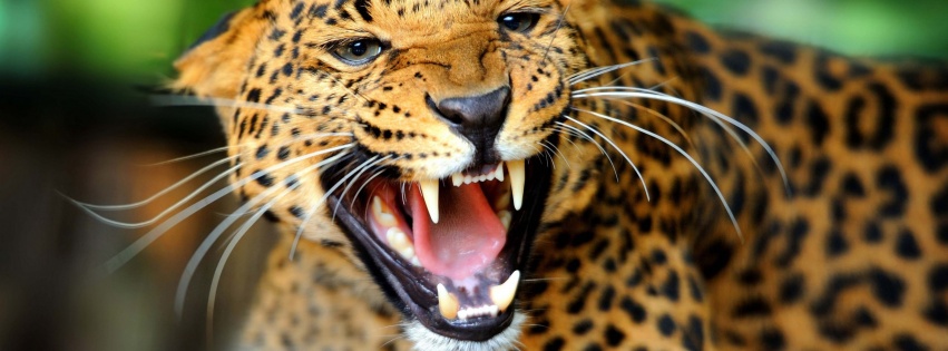 Leopard Wild Cat Growl