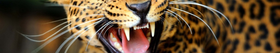 Leopard Wild Cat Growl