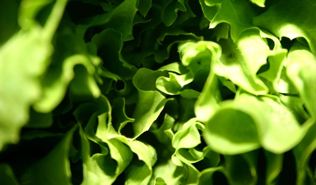 Lettuce Macro