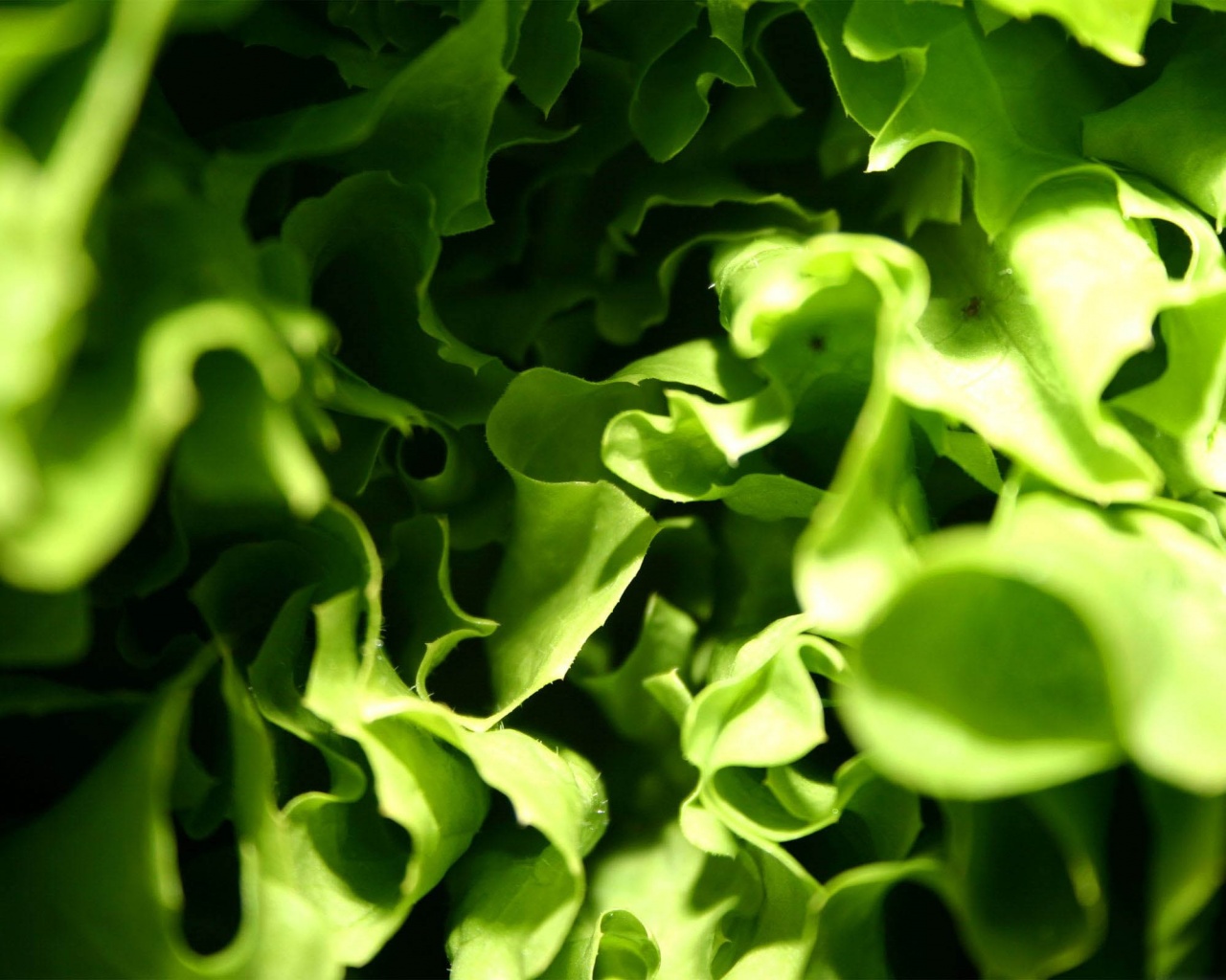 Lettuce Macro