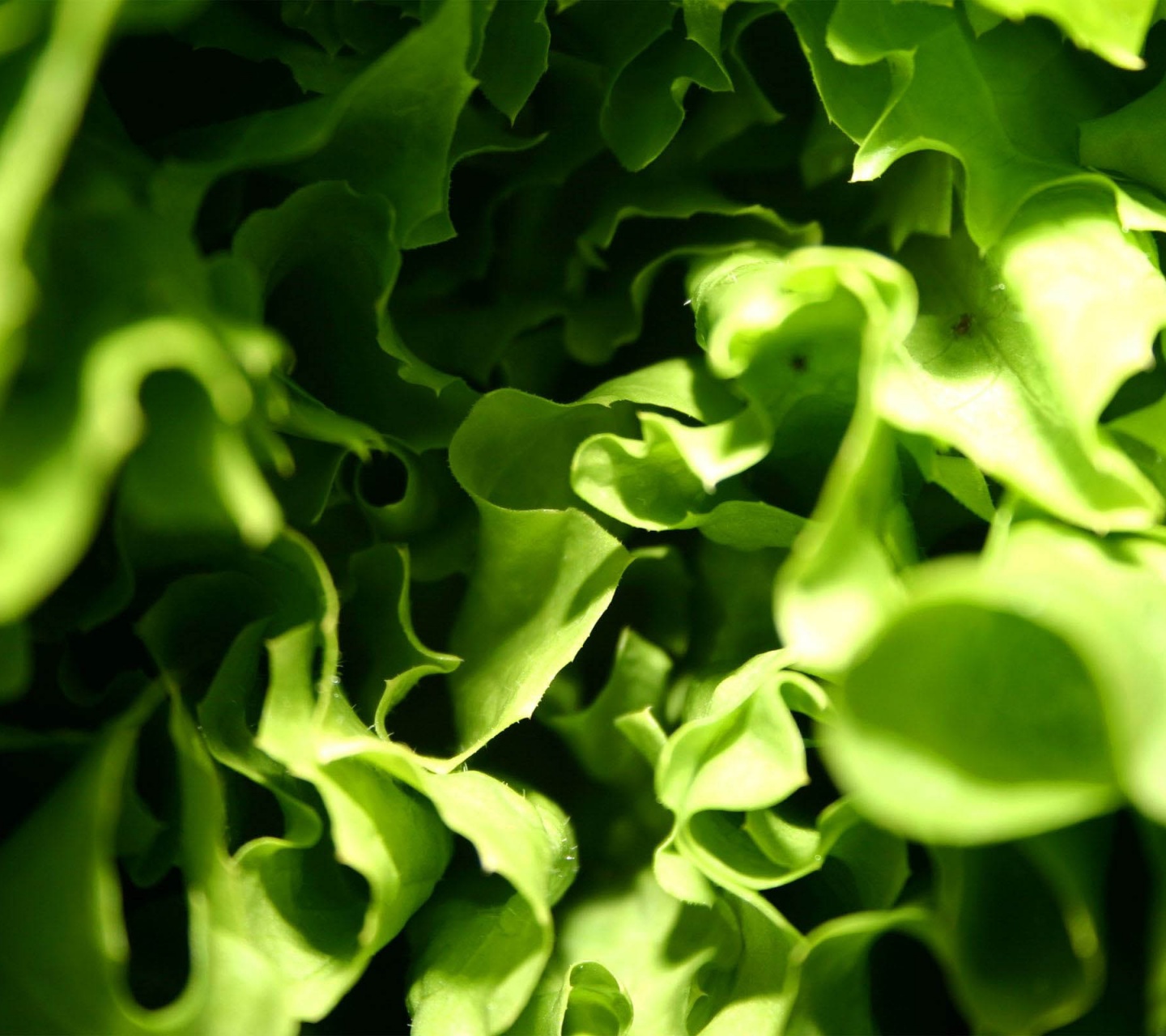 Lettuce Macro