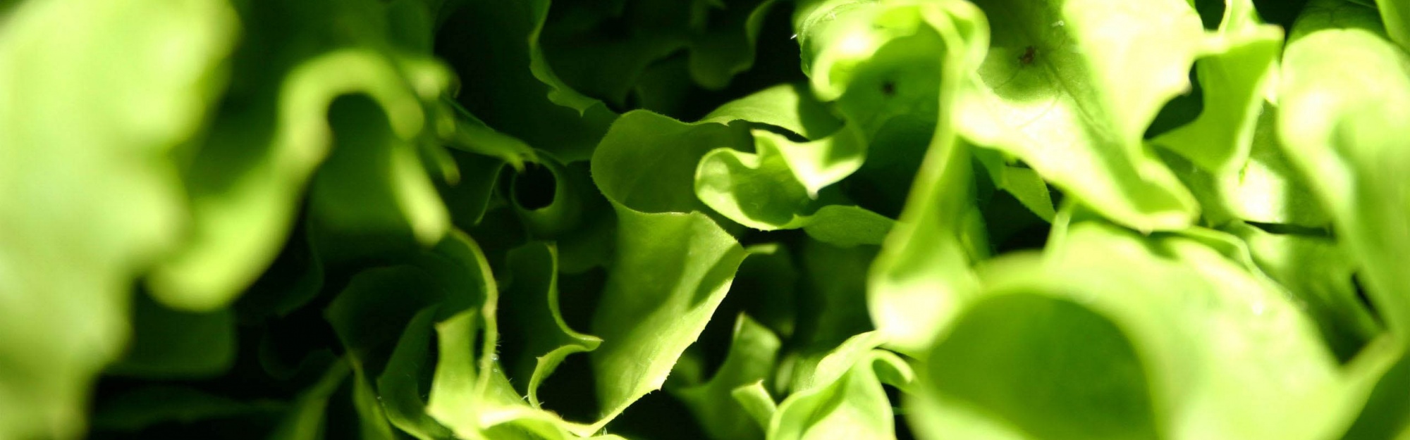 Lettuce Macro