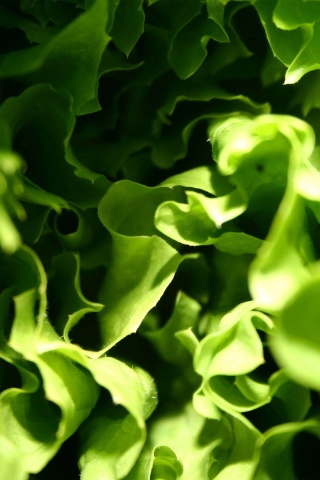 Lettuce Macro