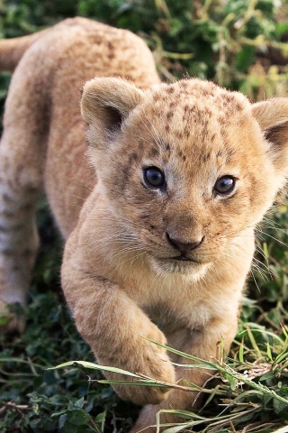 Lion Cub Lion Animal