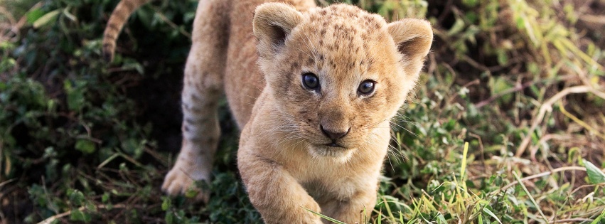 Lion Cub Lion Animal