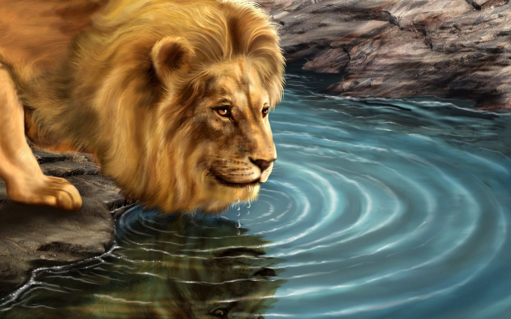 Lion Drinking Water