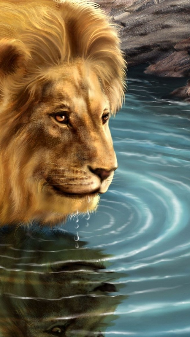 Lion Drinking Water