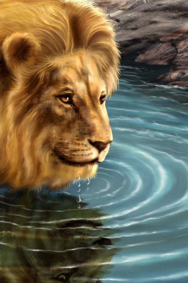 Lion Drinking Water