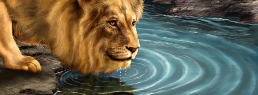 Lion Drinking Water