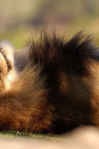 Lion Looking To The Sky