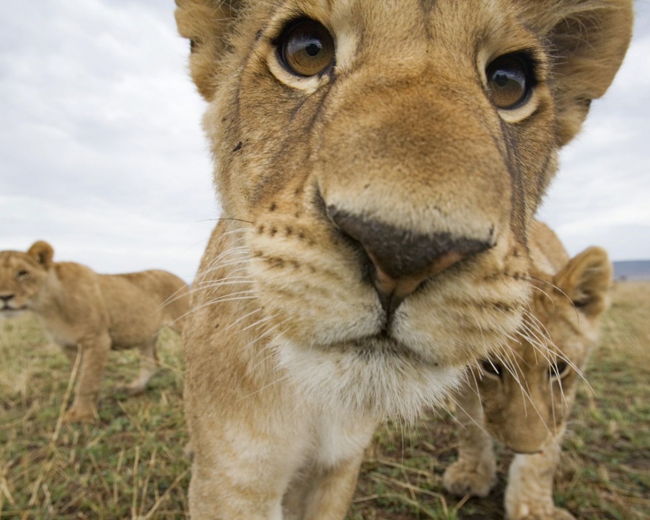 Lion Muzzle Cub