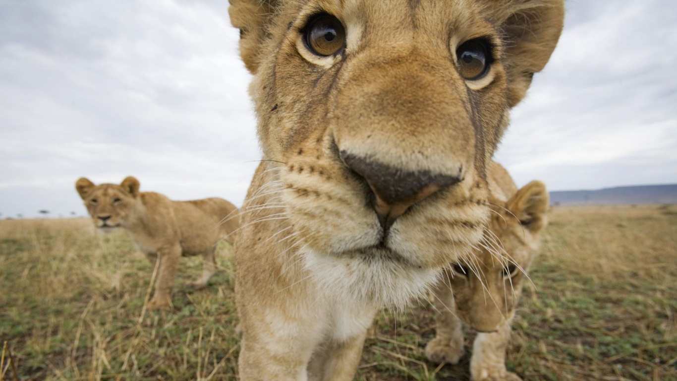 Lion Muzzle Cub