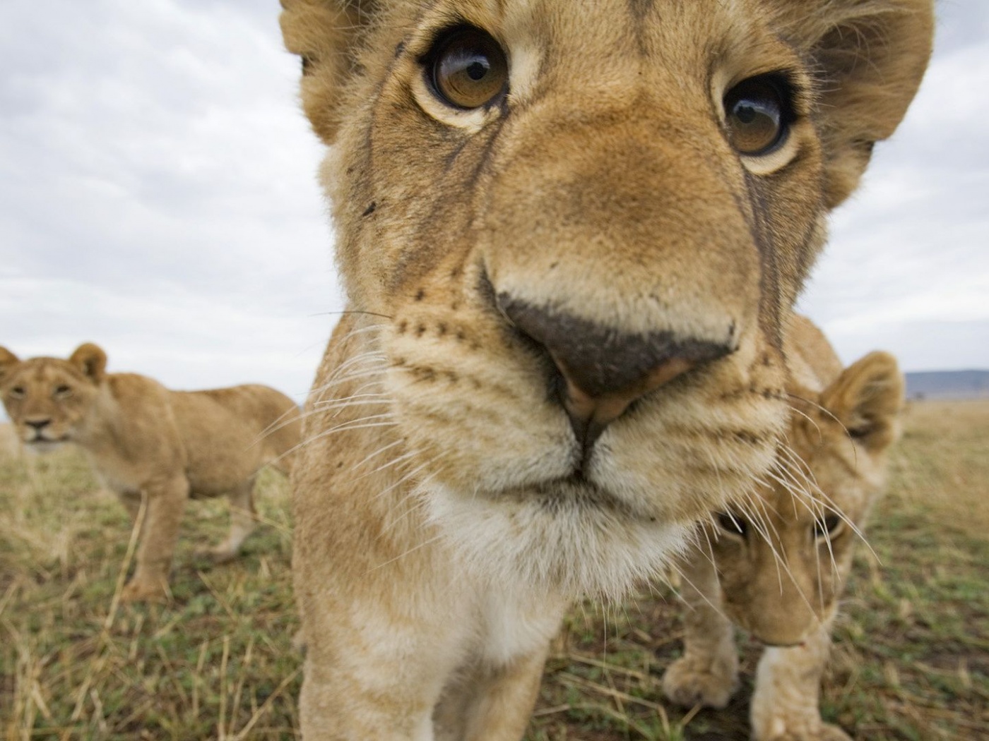 Lion Muzzle Cub