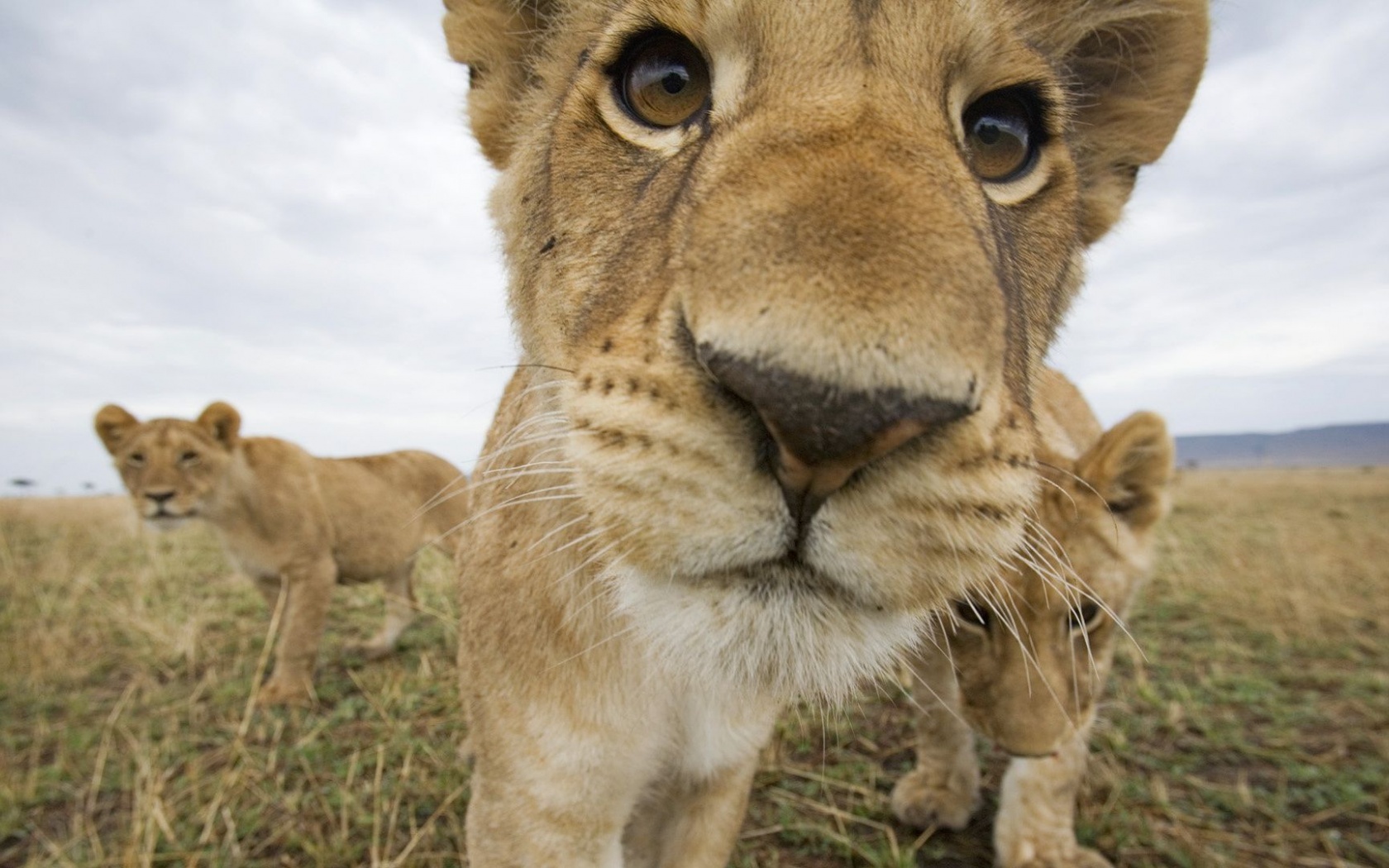 Lion Muzzle Cub