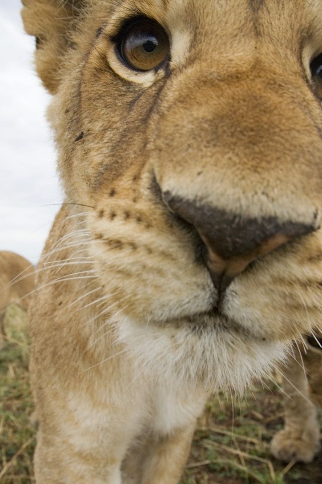 Lion Muzzle Cub