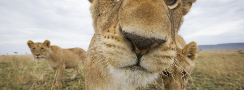 Lion Muzzle Cub