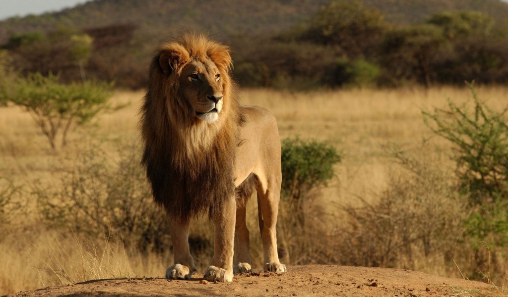 Lion Savannah Calmness Standing