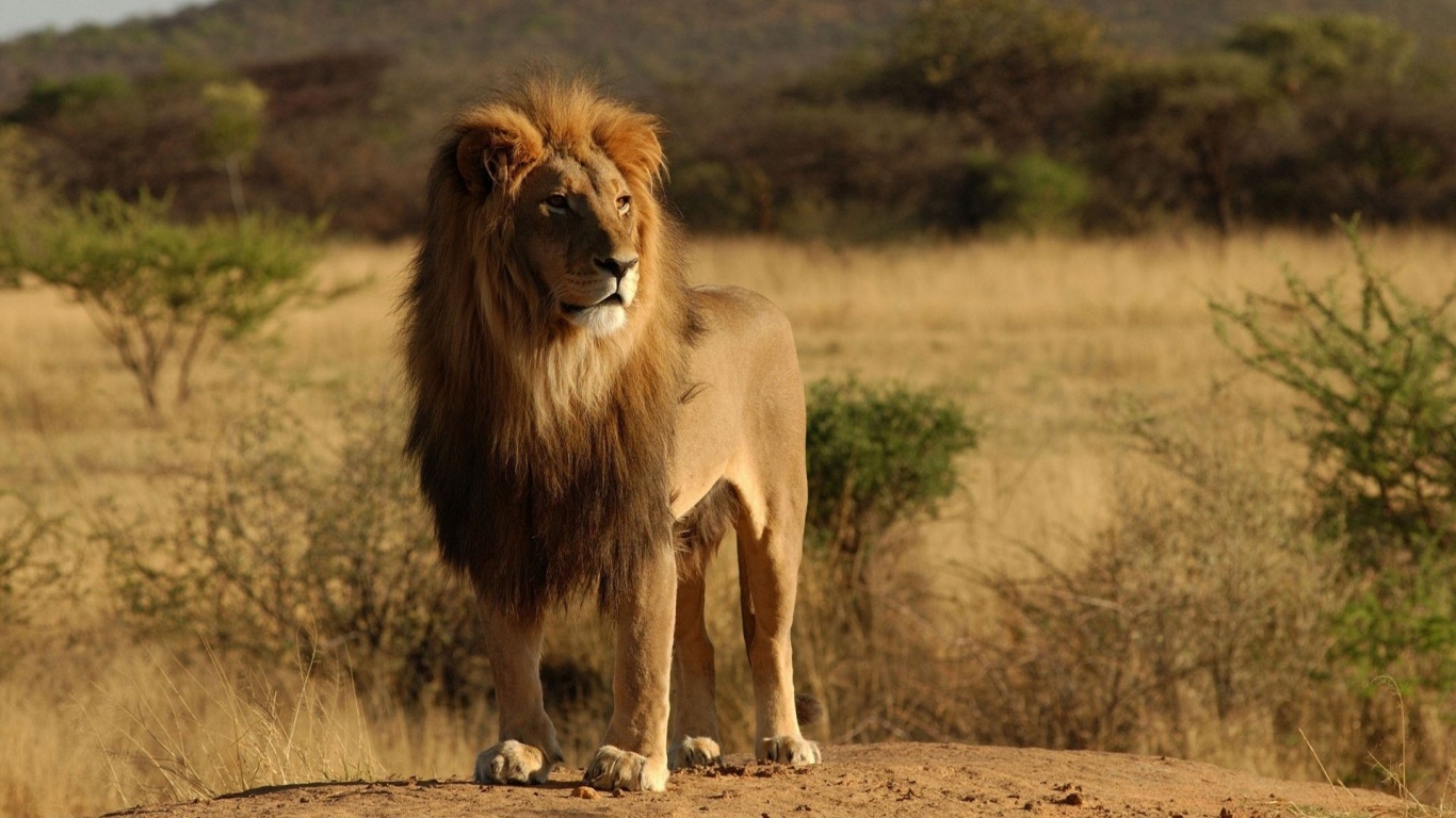 Lion Savannah Calmness Standing