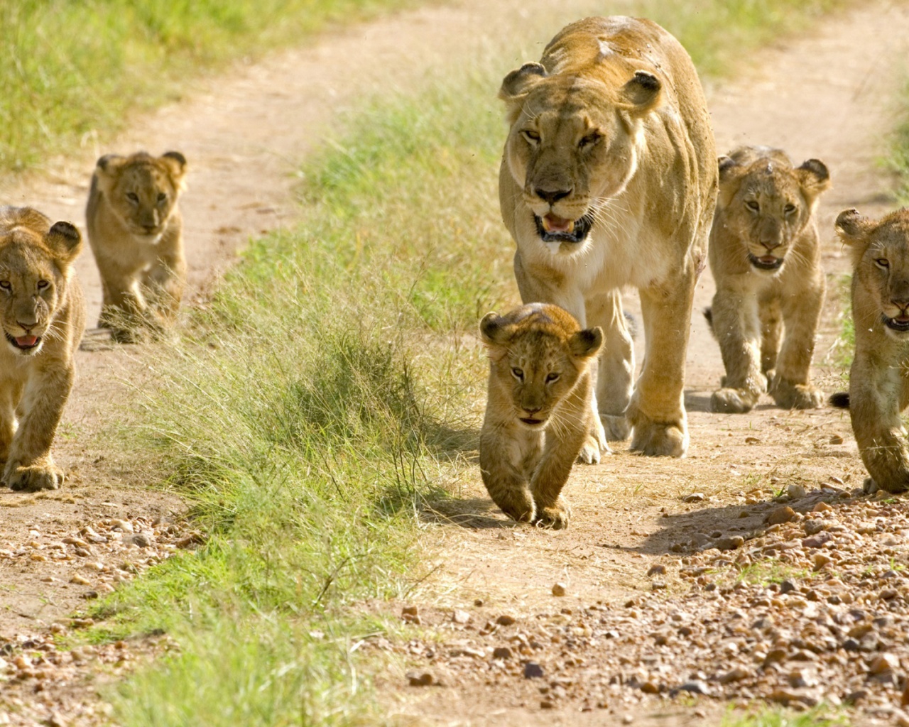 Lioness With Her Cubs