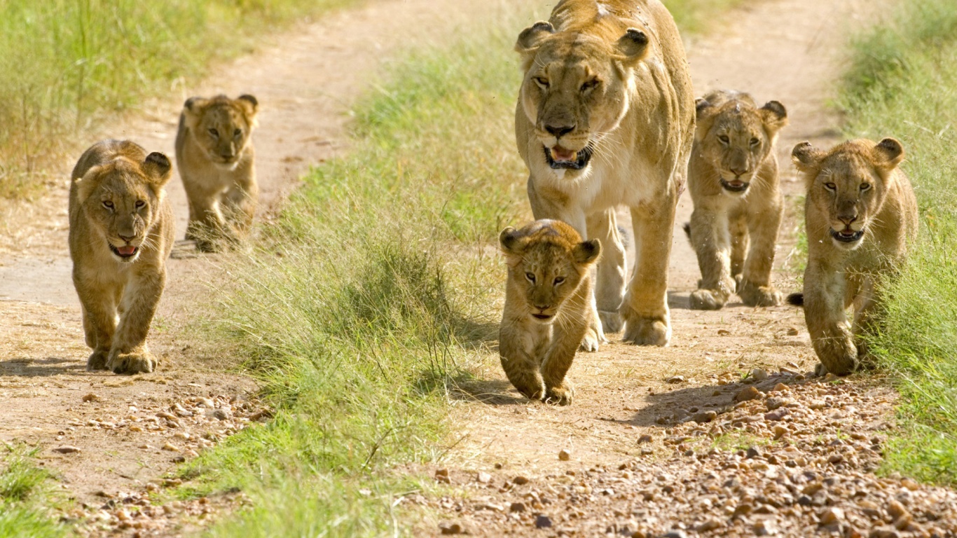 Lioness With Her Cubs