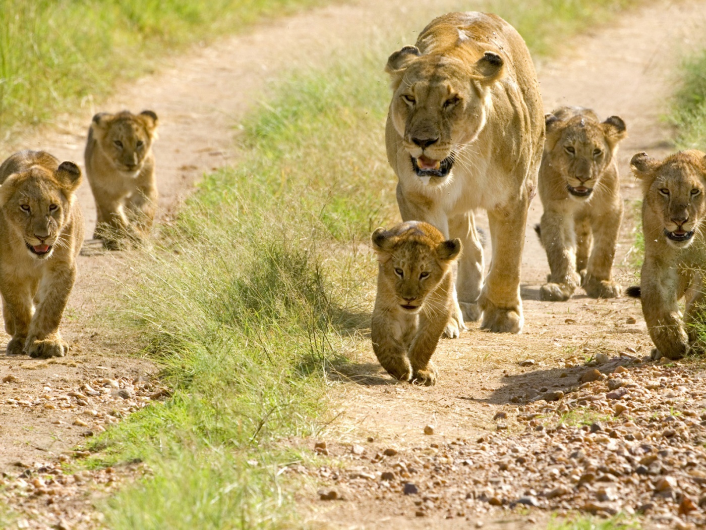 Lioness With Her Cubs