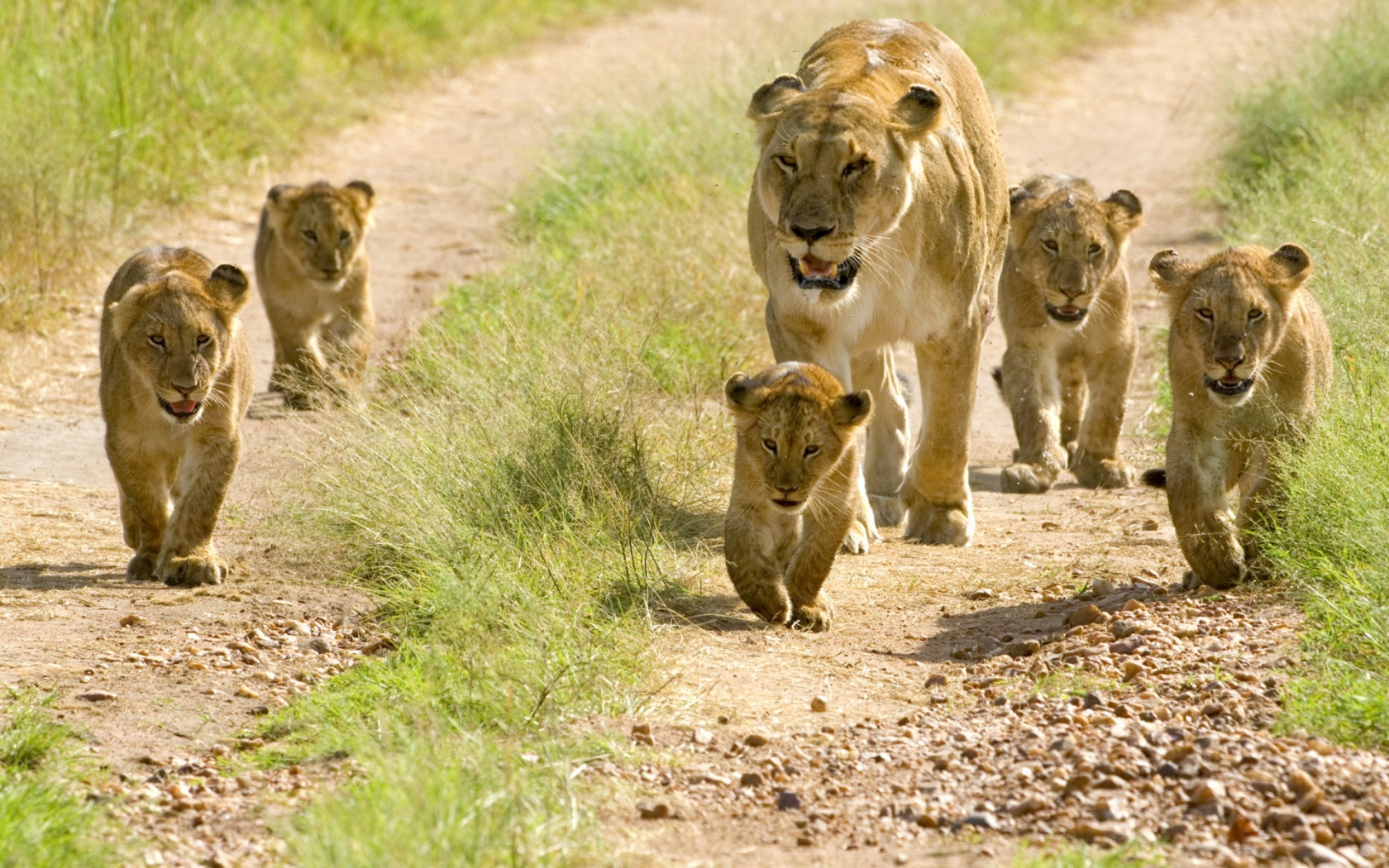 Lioness With Her Cubs