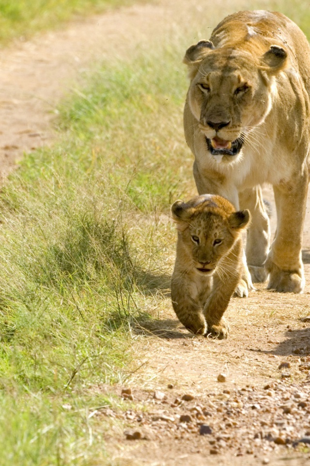 Lioness With Her Cubs