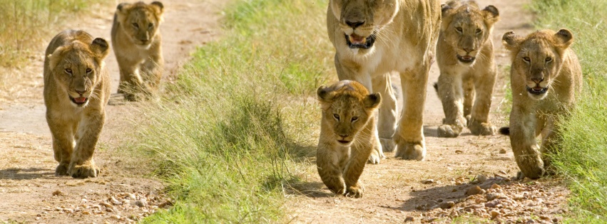 Lioness With Her Cubs