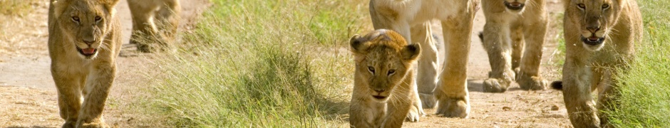 Lioness With Her Cubs