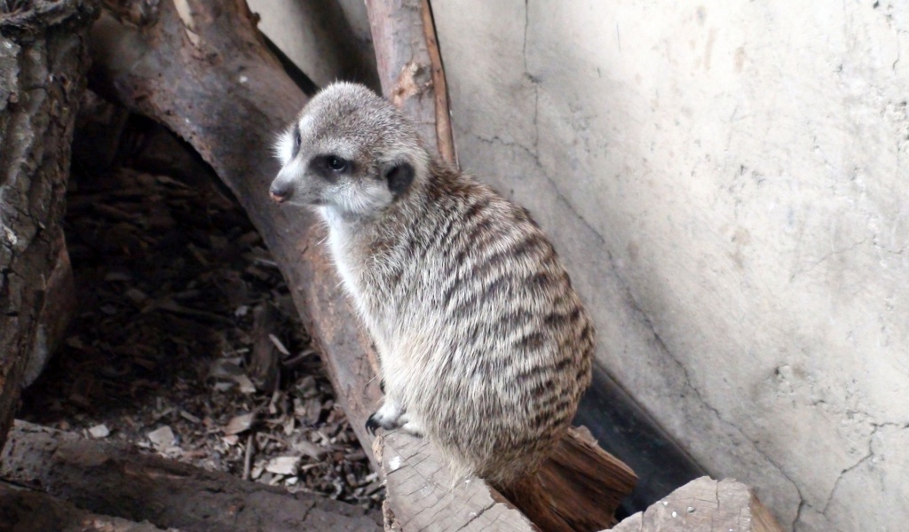 Log Meerkat Suricate Head Zoo