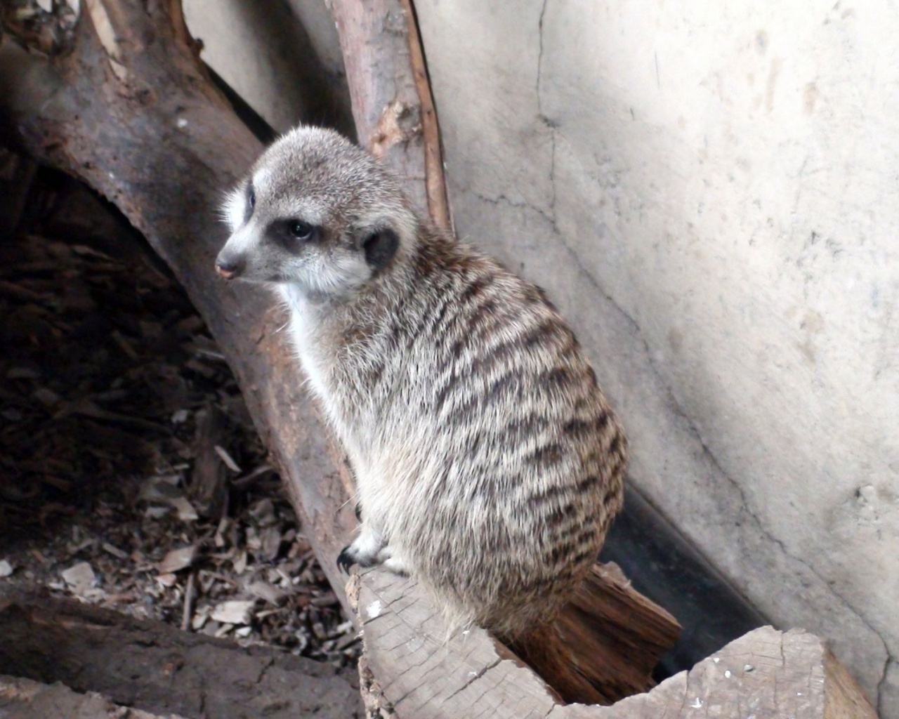 Log Meerkat Suricate Head Zoo