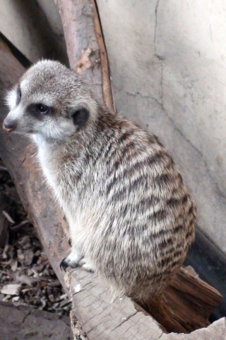 Log Meerkat Suricate Head Zoo